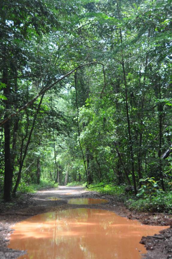 Estradas alagadas na Reserva Natural de Brownsberg, no Suriname